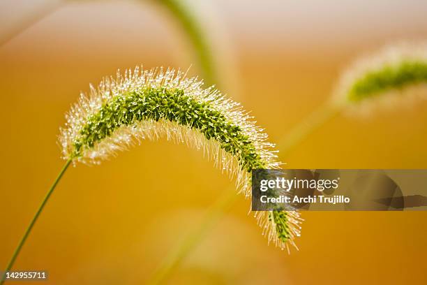 Wild Rye Alberta Canadian Wild Rye Photos and Premium High Res Pictures - Getty Images