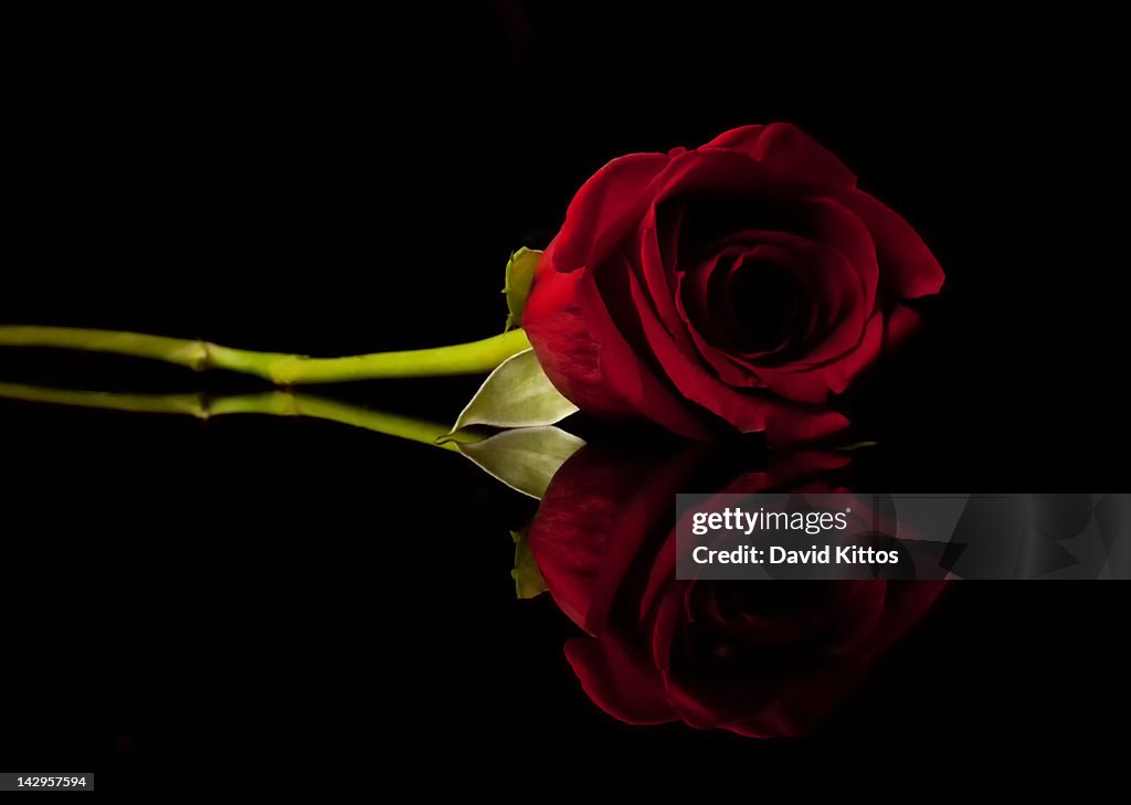 Rose Reflection High-Res Stock Photo - Getty Images