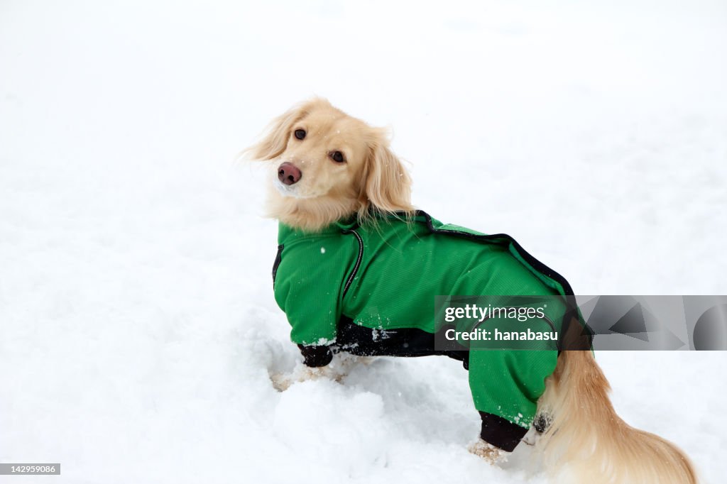 Dog wearing clothes
