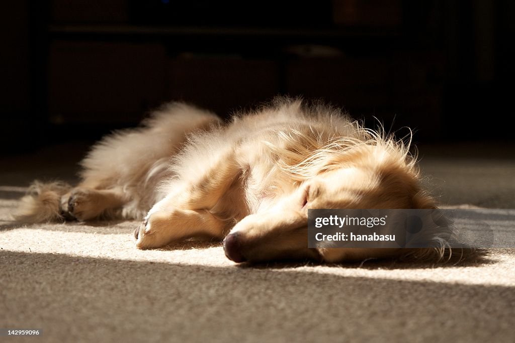 Dog sleeping