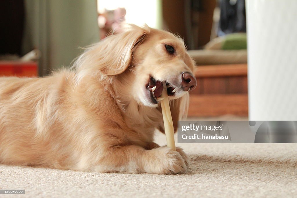 Dog eating treats
