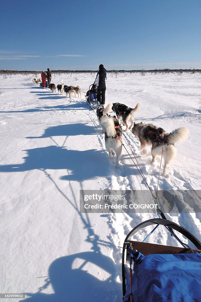 Dog sledding