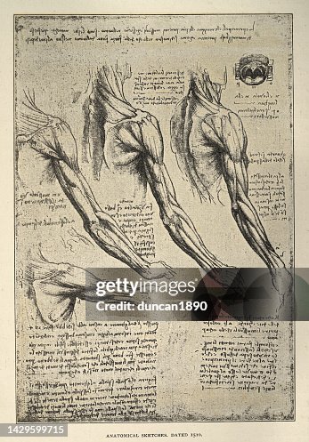 Anatomical sketches from Leonardo da Vinci's notebook, arm, shoulder muscles, Early renaissance art Anatomical sketches from Leonardo da Vinci's notebook, arm, shoulder muscles, Early renaissance art