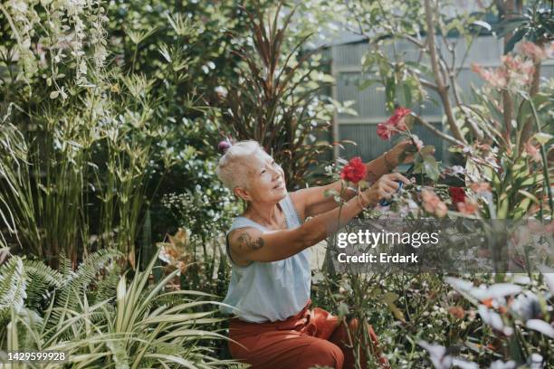 thai senior woman with her love flowerbed - no ordinary love stockfoto's en -beelden