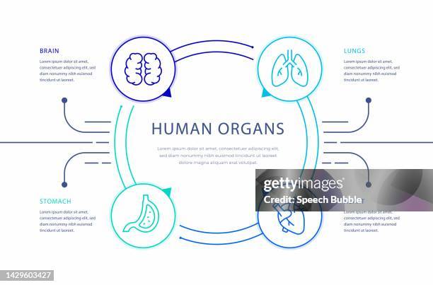 human organs infographic design - digestive system model stock illustrations