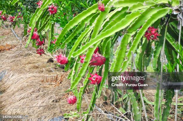 pitaya, or dragon fruit tree plantation, jiangmen, guangdong, china. - pitaya stock pictures, royalty-free photos & images