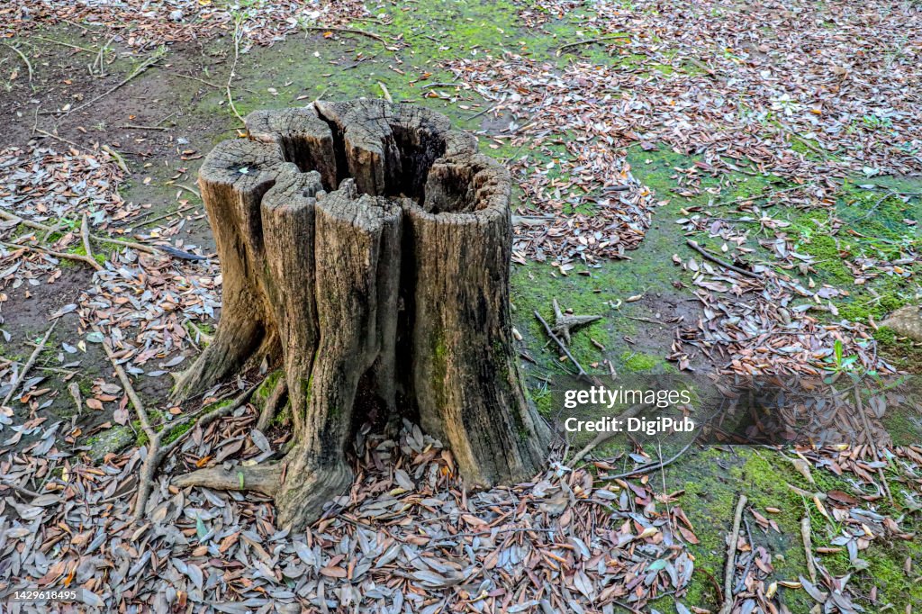 Weathered tree stump