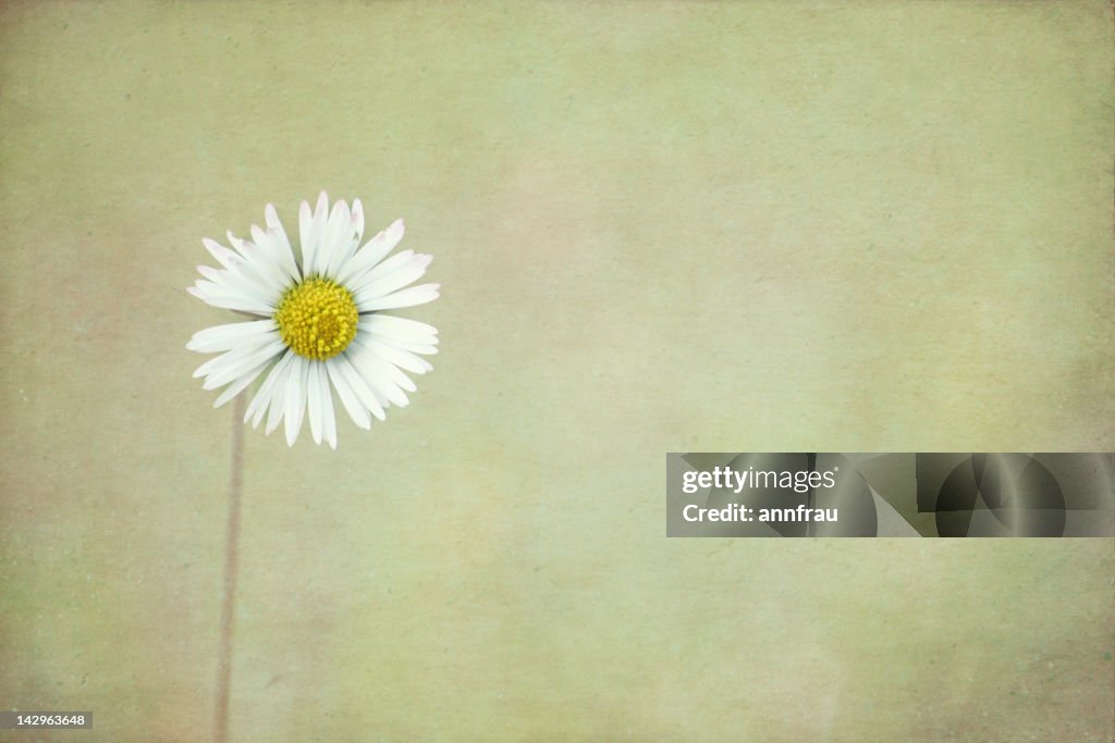 Close up of white daisy