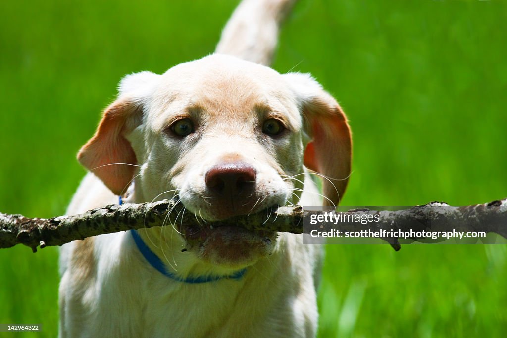 Dog with stick in mouth