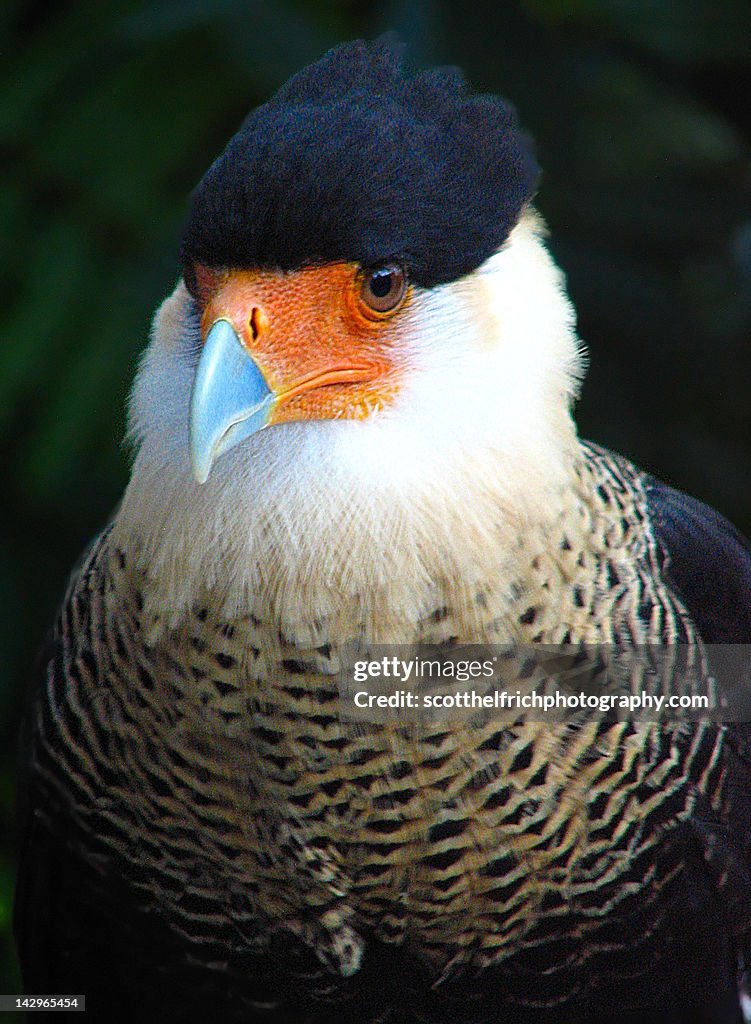 Crested caracara