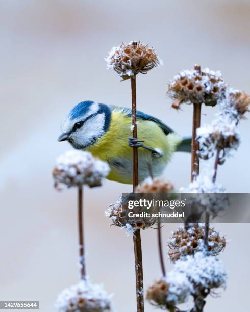 herrerillo común en invierno - bluetit fotografías e imágenes de stock