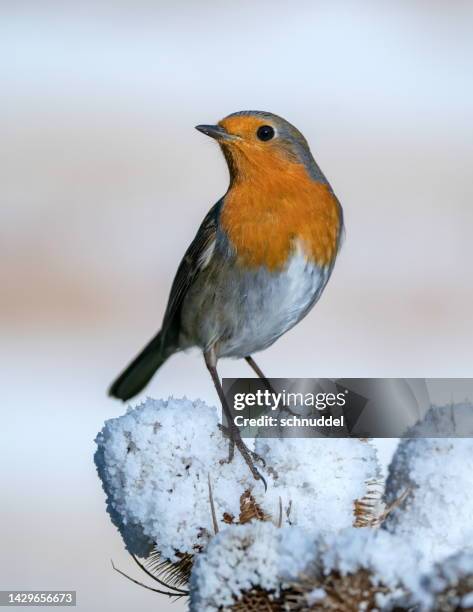 robin im winter - rotkehlchen stock-fotos und bilder