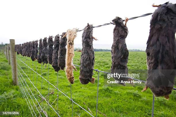 dead moles and a weasel on barbed wire fence - maulwurf stock-fotos und bilder