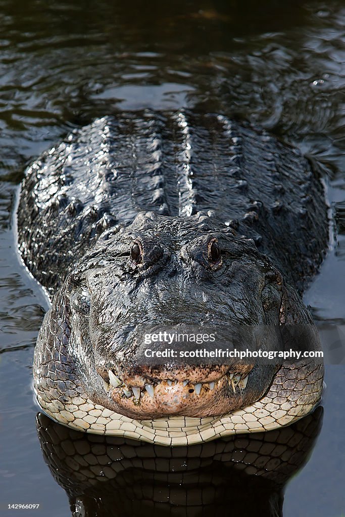 American Alligator