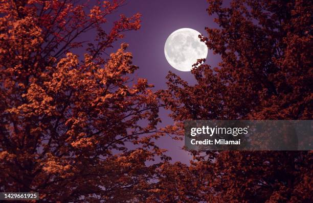 autumn full moon and red leaves - red full moon stockfoto's en -beelden