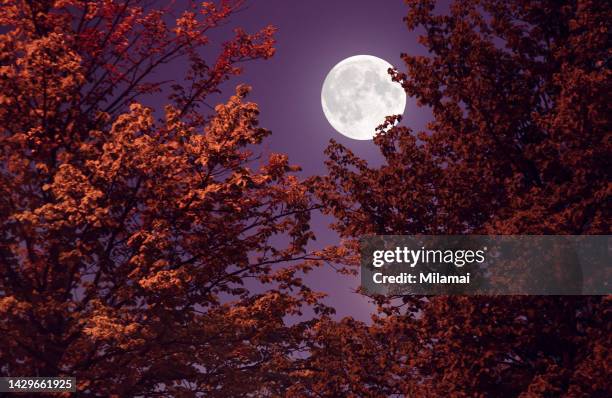 autumn full moon and red leaves - maanlicht stockfoto's en -beelden