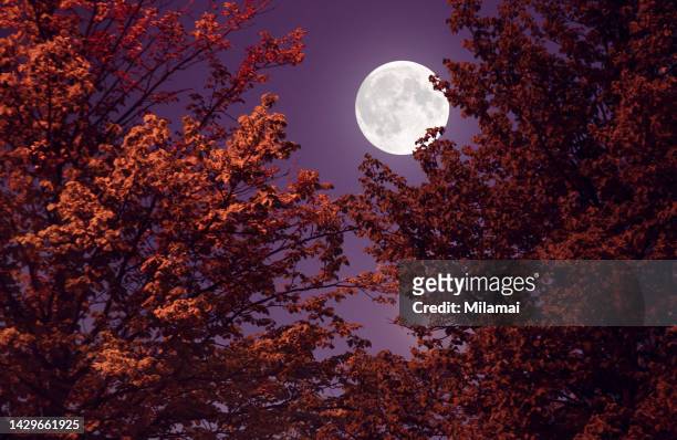 autumn full moon and red leaves - full moon 個照片及圖片檔