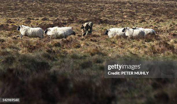 Sheep run pass a British soldier packing his parachute after jumping from a C130 Hercules during the 16 Air Assault Brigade Exercise Joint Warrior at...