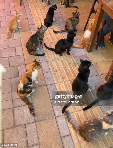 cats begging for food - grande gruppo di animali foto e immagini stock