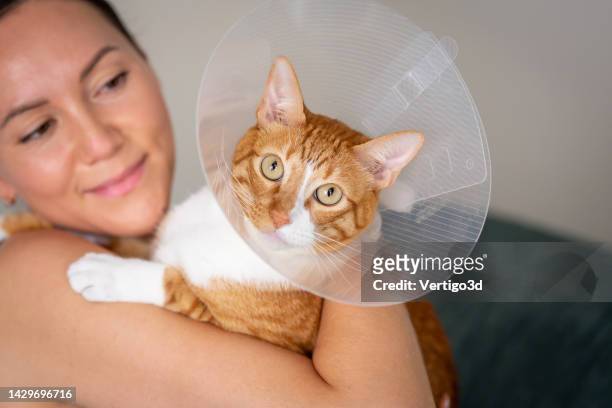 domestic cat in a protective collar on rehabilitation with owner - hondenkraag stockfoto's en -beelden