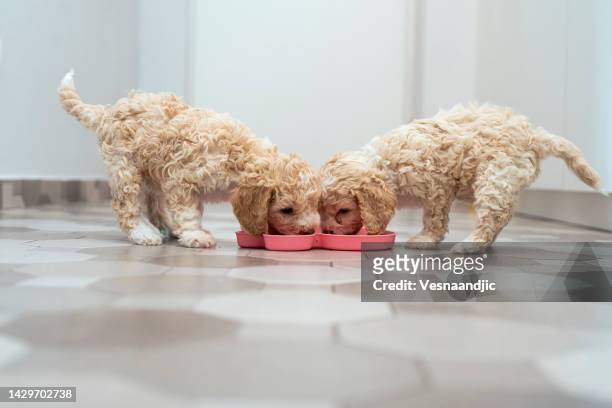 zwei weibliche welpen fressen - service dog stock-fotos und bilder