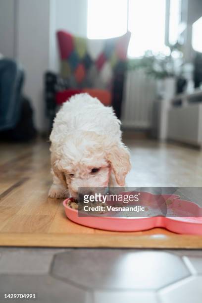 lindo cachorro lagotto romagnolo comiendo - recipiente para la comida del animal fotografías e imágenes de stock