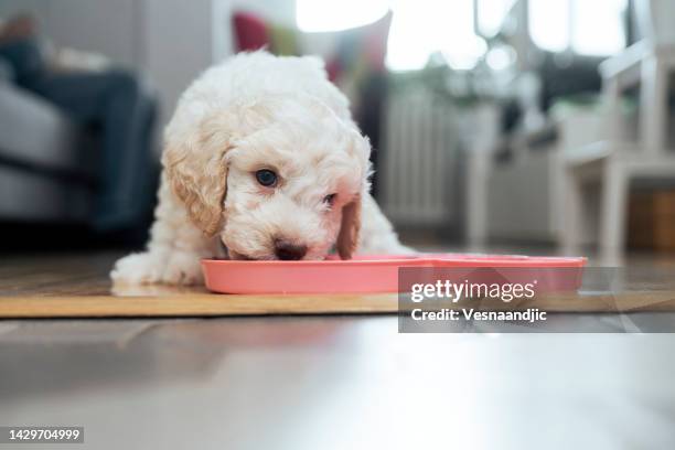 cute lagotto romagnolo puppy eating - pure bred dog stock pictures, royalty-free photos & images