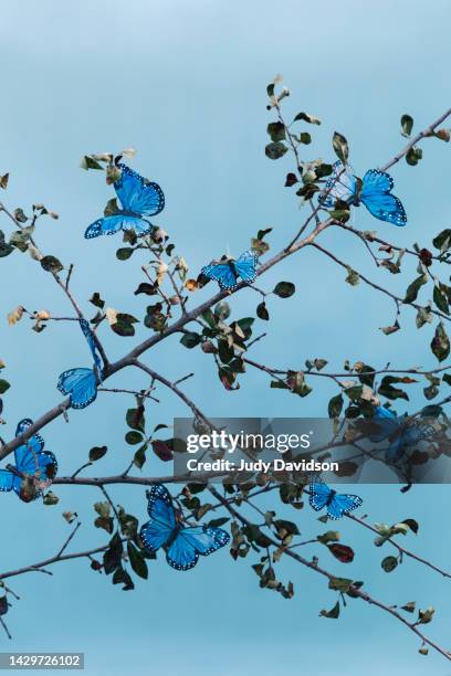 close-up of a tree branch with many blue butterflies - blue butterfly stock pictures, royalty-free photos & images