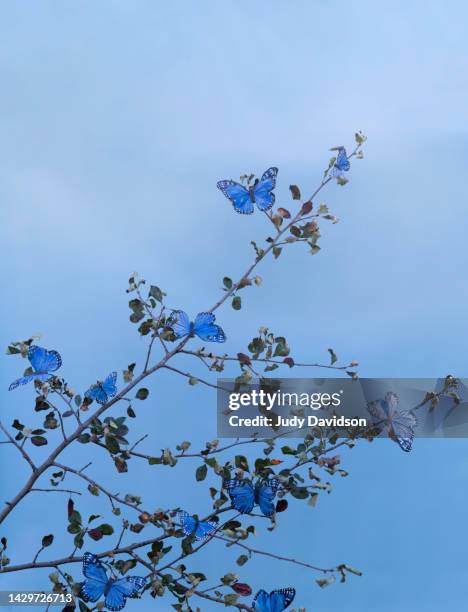 tree branch with many blue butterflies - dead butterfly stock pictures, royalty-free photos & images