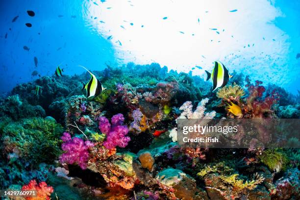 moorish ideols zanclus cornutus on very colorful reef, palau, micronesia - palau stock pictures, royalty-free photos & images