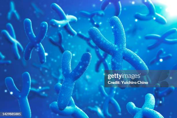 chromosome x and y - buchstabe y stock-fotos und bilder