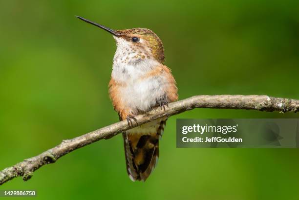 hummingbird perched on a branch - washington state stock pictures, royalty-free photos & images