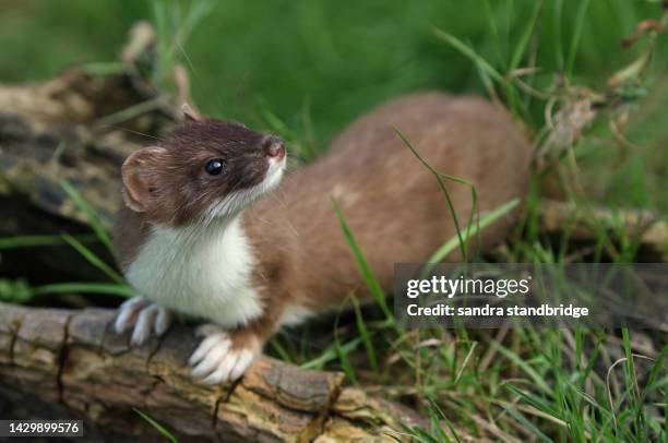 a stoat, mustela erminea, hunting for food in a pile of logs at the british wildlife centre. - ermine stock pictures, royalty-free photos & images