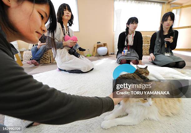 To go with Japan-animals-cafe by Kyoko Hasegawa Japanese youths fondle cats at a 'cat cafe' in Tokyo on February 23, 2012. As Japan introduces...