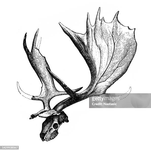 ilustrações, clipart, desenhos animados e ícones de crânio de megaceros - caribu cervo