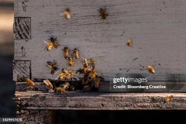 honey bees outside a beehive - apis stock-fotos und bilder