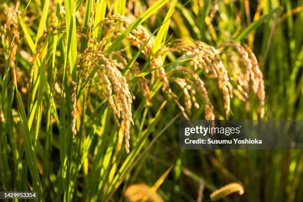 a family harvesting organically grown rice and a family friend helping them. - rice grain foto e immagini stock