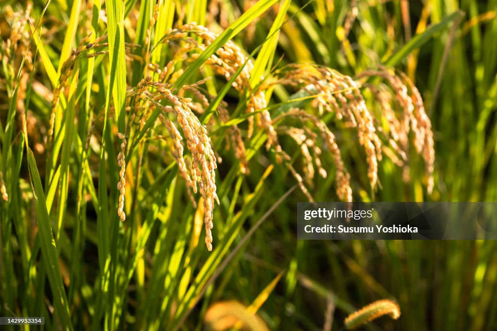 A family harvesting organically grown rice and a family friend helping them.