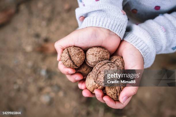child holding a handful of walnuts in open palms in autumn idyll - walnut farm stock pictures, royalty-free photos & images