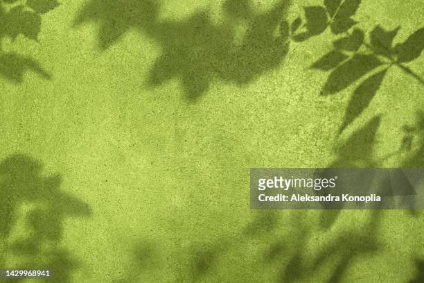 shadow of leaves on olive green concrete wall texture background - com sombra imagens e fotografias de stock