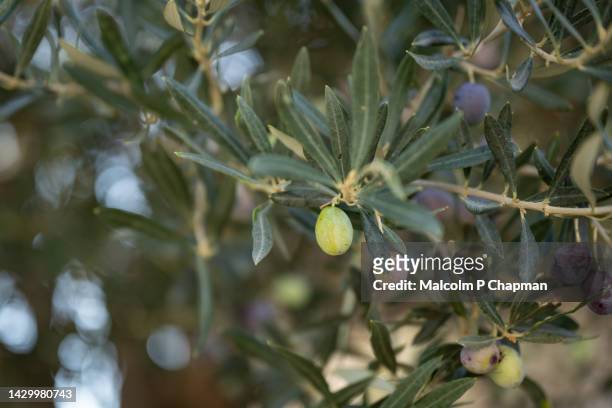 olives growing on a tree, lesvos, greece - mytilini stockfoto's en -beelden