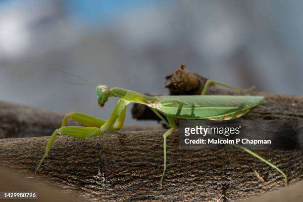 praying mantis (mantis religiosa) on orange tree, lesvos, greece - lesbos stock pictures, royalty-free photos & images