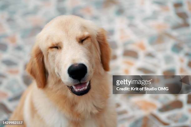 a smiley face of golden retriever - retriever stockfoto's en -beelden