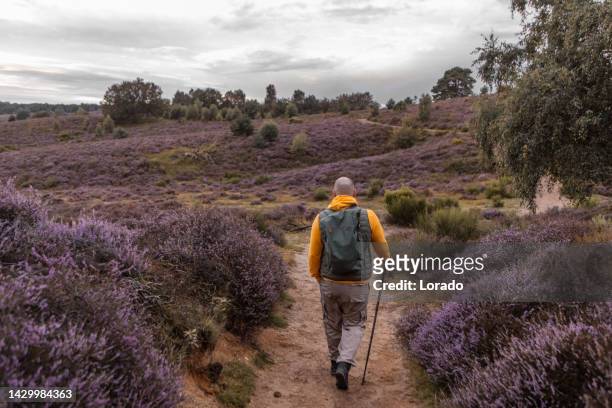 male hiker enjoying the dutch countryside - heather stock pictures, royalty-free photos & images