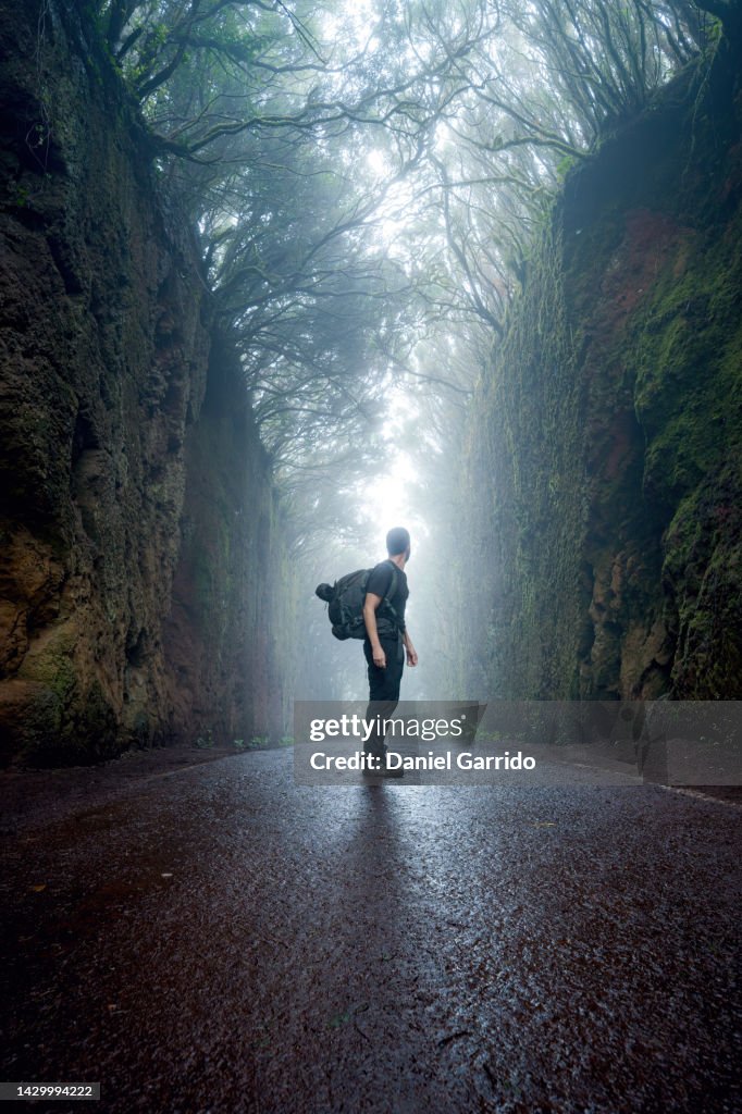Man with backpack alone in the middle of a magical forest road, Halloween backgrounds, Anaga Road, Tenerife