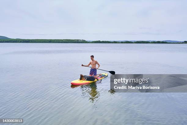 a young adult rides a german shepherd dog on a paddle board. - paddle board men imagens e fotografias de stock
