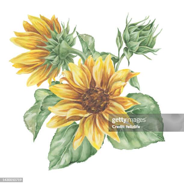 watercolour sunflowers - sunflower stock illustrations