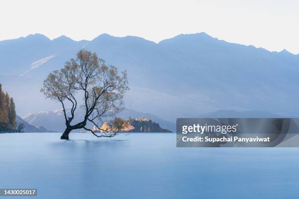 wanaka tree with smooth refletion lake, famous destination for traveler in wanaka, long exposure shot, new zealand - lagoon willow stock pictures, royalty-free photos & images