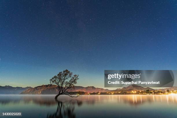 wanaka tree in the early morning with star, famous destination for traveler in wanaka, long exposure shot, new zealand - lagoon willow stock pictures, royalty-free photos & images