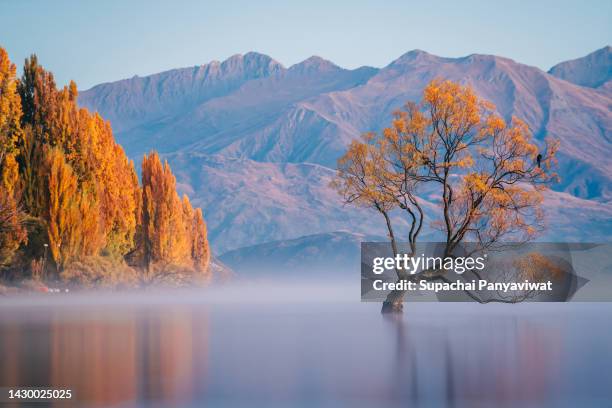 wanaka tree with smooth refletion lake in the morning, famous destination for traveler in wanaka, long exposure shot, new zealand - lagoon willow stock pictures, royalty-free photos & images